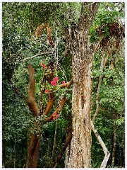 039 Dzibanche and Kohunlich  Trees