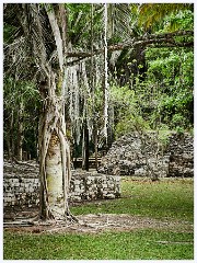 042 Dzibanche and Kohunlich  Kohunlich Grounds