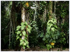 043 Dzibanche and Kohunlich  Kohunlich Grounds