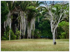 045 Dzibanche and Kohunlich  Kohunlich Grounds