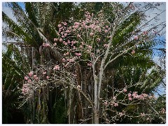 046 Dzibanche and Kohunlich  Kohunlich Grounds