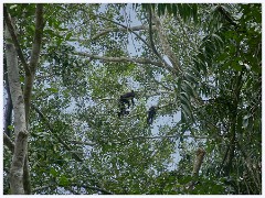 047 Dzibanche and Kohunlich  Local Howler Monkeys