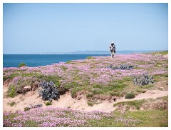 005 Dorset   May and June 2023  Thrift on Sand Dunes on Hive Beach