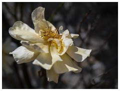 011 Dorset   May and June 2023  Rose
