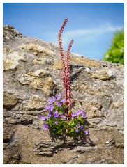 012 Dorset   May and June 2023  Decorative Wall in Burton Bradstock
