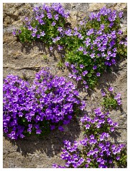 013 Dorset   May and June 2023  Decorative Wall in Burton Bradstock