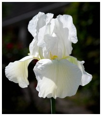 015 Dorset   May and June 2023  Iris