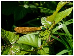 016 Dorset   May and June 2023  Burton Bradstock - Beautiful Demoiselle