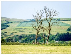 154 Dorset   May and June 2023  View from Kingston Russell