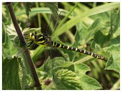 157 Dorset   May and June 2023  Kingston Russell - Common Goldenring