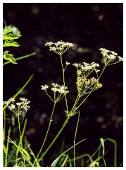 158 Dorset   May and June 2023  Cow Parsley