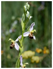 026 Dorset   May and June 2023  Chesil Car Park - Bee Orchid