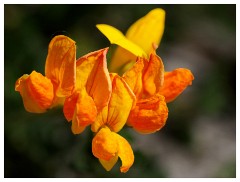 027 Dorset   May and June 2023  Chesil Car Park - Birds-Foot Trefoil