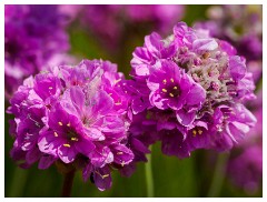 028 Dorset   May and June 2023  Chesil Car Park- Thrift Seapink