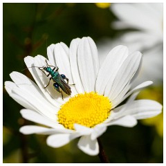 029 Dorset   May and June 2023  Chesil Car Park - Daisy with Thick Legged Flower Beetle