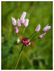 030 Dorset   May and June 2023  Chesil Car Park - Rosy Garlic