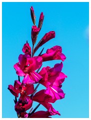 031 Dorset   May and June 2023  Chesil Car Park - Gladiolus Communis