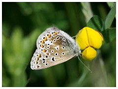 032 Dorset   May and June 2023  Chesil Car Park - Common Blue