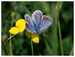 033 Dorset   May and June 2023  Chesil Car Park - Silver-Studded Blue