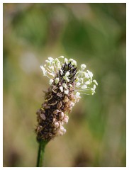 042 Dorset   May and June 2023  Mapperton Gardens - Grass Seed Head
