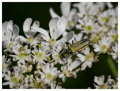 043 Dorset   May and June 2023  Mapperton Gardens - Swollen-Thighed Beetle