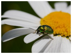 044 Dorset   May and June 2023  Mapperton Gardens - Cryptocephalus Aureplus
