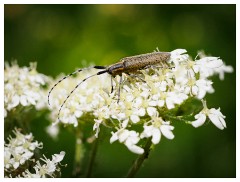045 Dorset   May and June 2023  Mapperton Gardens - Golden-Bloomed Grey Longhorn