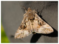 046 Dorset   May and June 2023  Mapperton Gardens - Silver Y