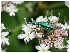 Day 3 Mapperton Gardens