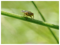 048 Dorset   May and June 2023  Mapperton Gardens - Yellow Dung Fly