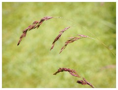 049 Dorset   May and June 2023  Mapperton Gardens - Grass Heads