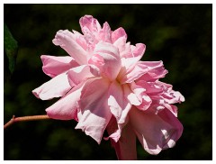 051 Dorset   May and June 2023  Mapperton Gardens - Pink Flower
