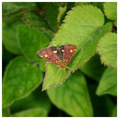 052 Dorset   May and June 2023  Powerstock - Mint Moth