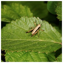 053 Dorset   May and June 2023  Powerstock - Dark Bush Cricket