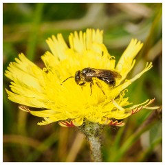 054 Dorset   May and June 2023  Powerstock -Lasioglossum Spec