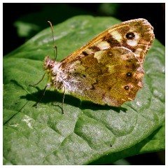 055 Dorset   May and June 2023  Powerstock - Speckled Wood