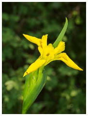 056 Dorset   May and June 2023  Powerstock - Iris