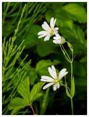 057 Dorset   May and June 2023  Powerstock - Meadow Starwort