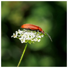 058 Dorset   May and June 2023  Powerstock - Red-Headed Cardinal Beetle