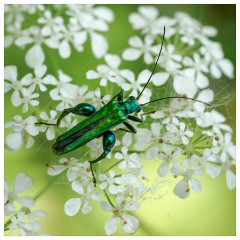 059 Dorset   May and June 2023  Powerstock - Swollen Thighed Beetle