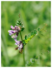 Day 4 Powerstock and Kingcombe Centre