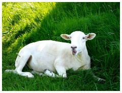 061 Dorset   May and June 2023  Lamb at the Kingcombe Centre