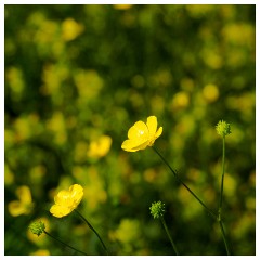 062 Dorset   May and June 2023  Kingcombe Centre - Buttercups