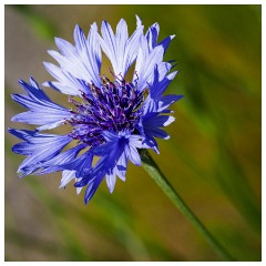 063 Dorset   May and June 2023  Kingcombe Centre - Cornflower