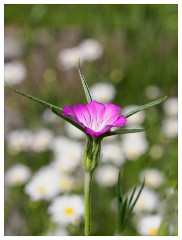064 Dorset   May and June 2023  Kingcombe Centre - Corn Cockle