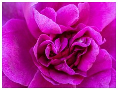 065 Dorset   May and June 2023  Kingcombe Centre - Rose