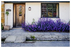 068 Dorset   May and June 2023  Cerne Abbas - Lavender