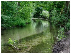 070 Dorset   May and June 2023  The Cerne Abbas - The Local Stream