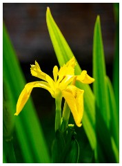 071 Dorset   May and June 2023  Cerne Abbas- Iris