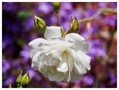 072 Dorset   May and June 2023  Cerne Abbas - White Rose